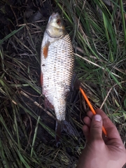 Scardinius erythrophthalmus