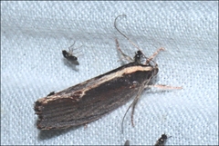 Archaereta dorsivittella