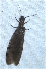Archichauliodes guttiferus