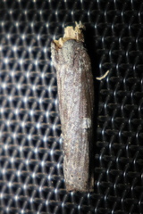 Ortholomia moluccana