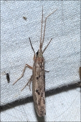 Kosrheithrus tillyardi