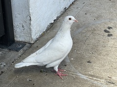 Columba livia domestica