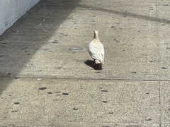 Columba livia domestica