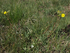 Potentilla gracilis fastigiata