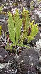 Polypodium pellucidum vulcanicum