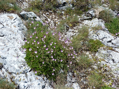 Erodium glandulosum