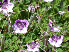 Erodium glandulosum