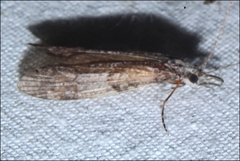 Triplectides similis