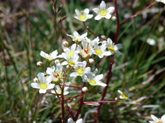 Saxifraga paniculata