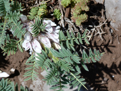 Astragalus sempervirens