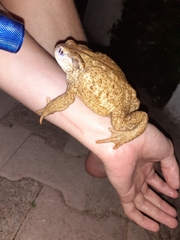 Bufo spinosus