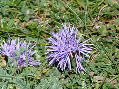Carthamus mitissimus