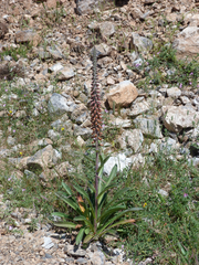Digitalis parviflora