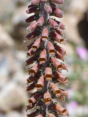 Digitalis parviflora