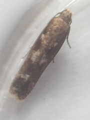 Caryocolum marmorea