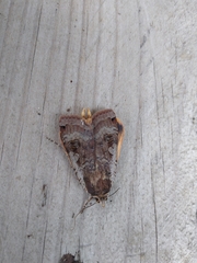 Noctua pronuba