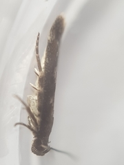 Caryocolum marmorea