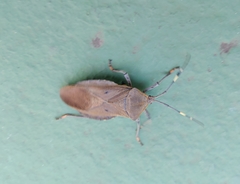 Pachylis laticornis