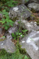 Festuca heterophylla