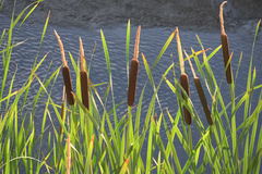 Typha