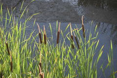 Typha