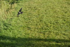 Ptyonoprogne rupestris