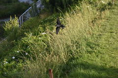 Ptyonoprogne rupestris