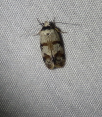 Isomoralla gephyrota