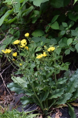 Hieracium amplexicaule