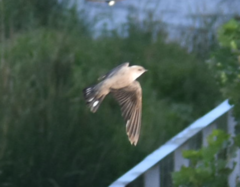 Ptyonoprogne rupestris