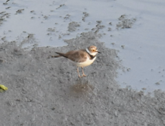 Charadrius dubius