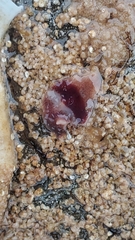 Notoplana sanguinea