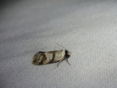 Isomoralla gephyrota