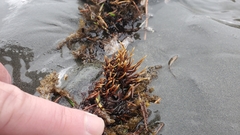 Ahnfeltia fastigiata