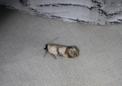 Isomoralla gephyrota