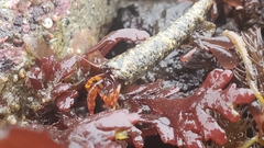 Discorsopagurus schmitti