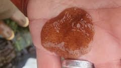 Kaburakia excelsa