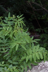 Sanguisorba dodecandra