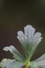 Ranunculus tuberosus