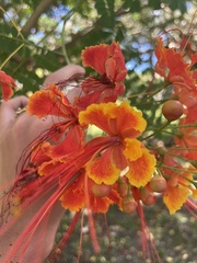 Caesalpinia pulcherrima