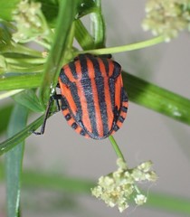 Graphosoma italicum italicum