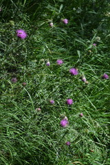 Carduus defloratus carlinifolius