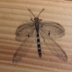 Megistopus flavicornis