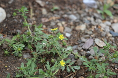 Potentilla supina