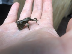 Datanoides