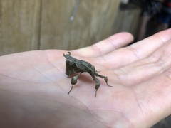 Datanoides
