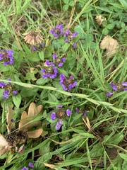 Prunella vulgaris