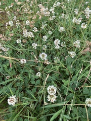 Trifolium repens