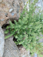 Galium maritimum