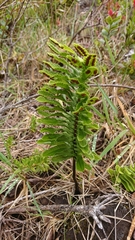 Polypodium pellucidum vulcanicum